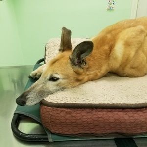 Meet your Posher, Karra